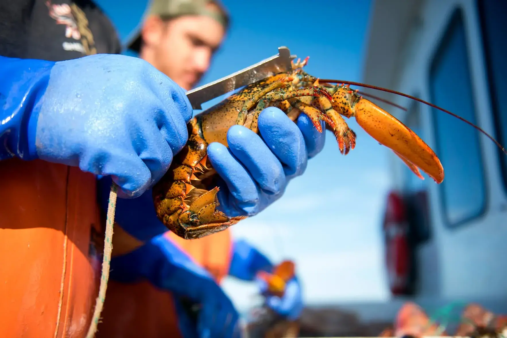 lobster season florida keys